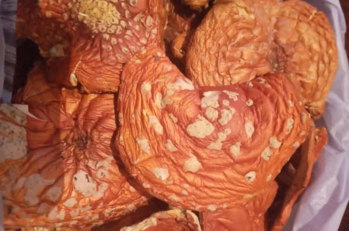 Мухомори червоні, сухі- фото № 1