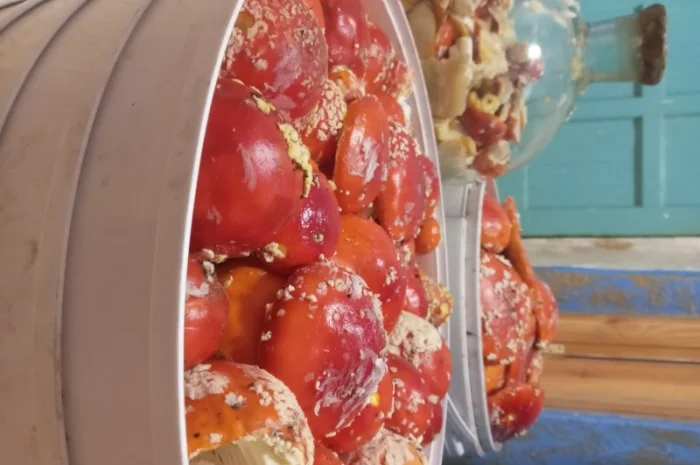 Мухомори червоні, сухі- фото № 4