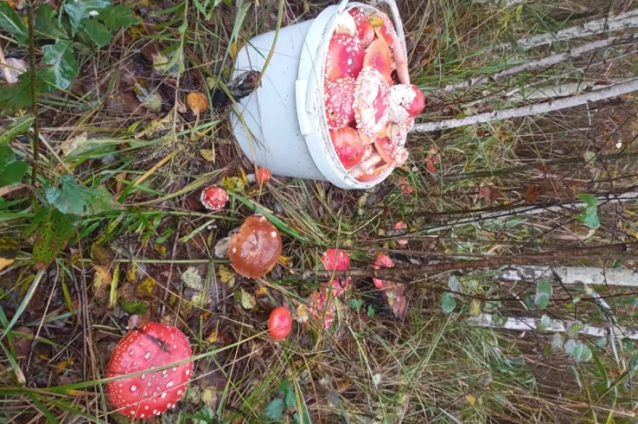 Мухомори червоні, сухі- фото № 5