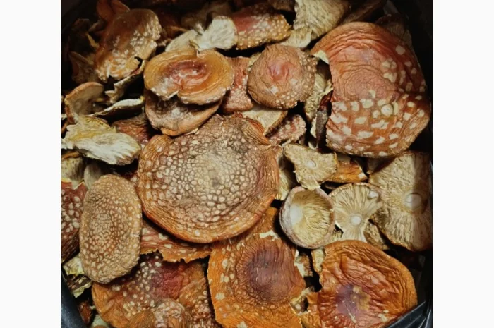 Мухомор червоний, сбор 2025 года- фото № 1