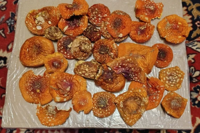 Мухомор червоний, сбор 2025 года- фото № 4