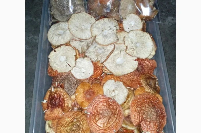 Пропонуємо сухі шляпки червоного і пантерного мухомора- фото № 1