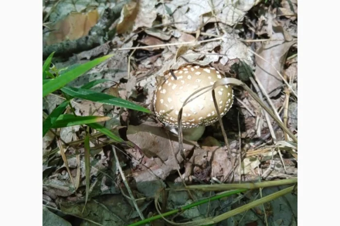 Продам сухі шляпки пантерного мухомора- фото № 2