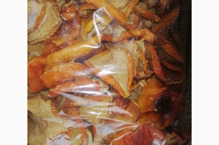 Продажа Аmanita muscaria- фото № 1