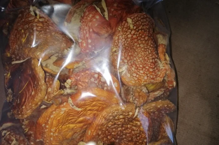 Продажа Аmanita muscaria- фото № 2