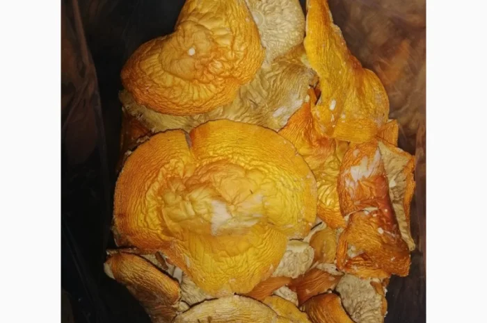 Продажа Аmanita muscaria- фото № 3