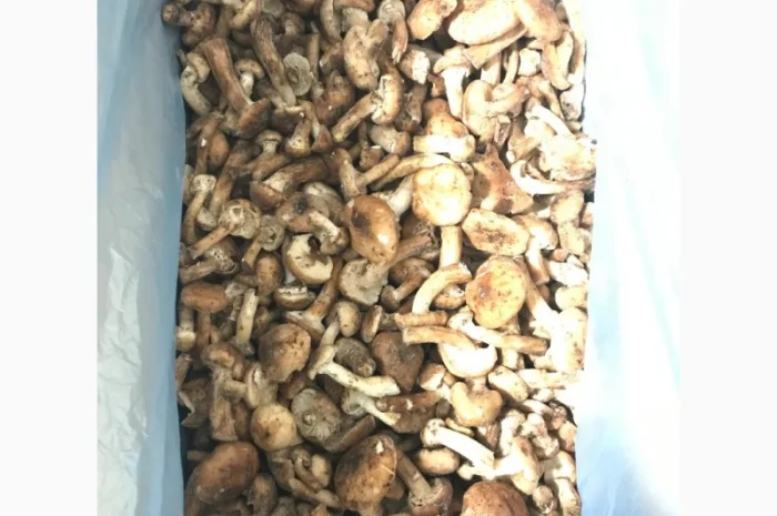 Опеньок морожений високої якості- фото № 1