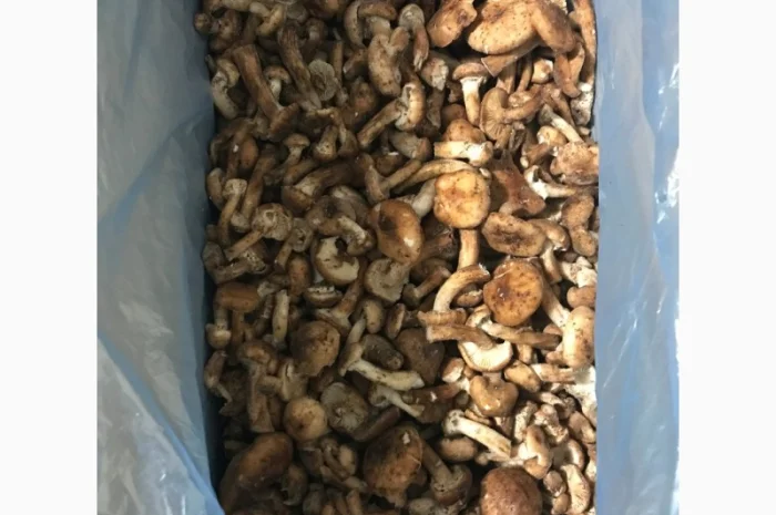 Опеньок морожений високої якості- фото № 2