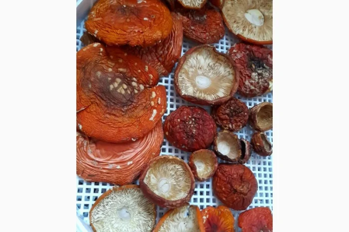 Мухомор сушений 1 сорт, нерозкриті шляпки- фото № 2