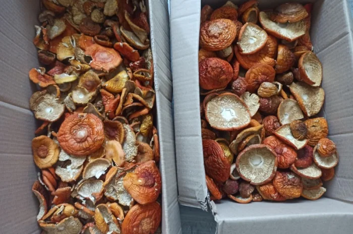 Сушені червоні мухомори оптом та в роздріб- фото № 1