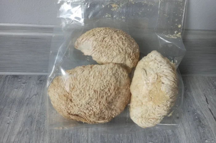 Лікувальні гриби оптом- фото № 2