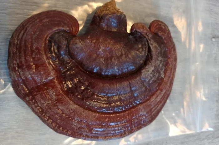 Лікувальні гриби оптом- фото № 5