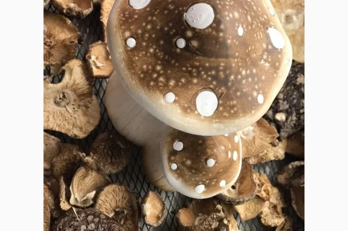 Продаю мухомор пантерний- фото № 1