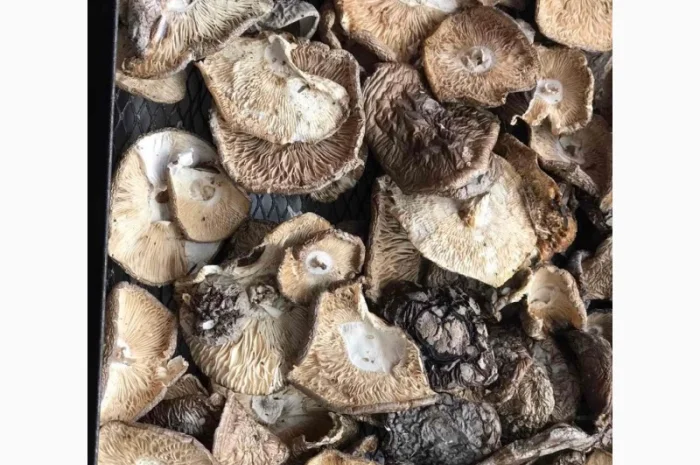 Продаю мухомор пантерний- фото № 2