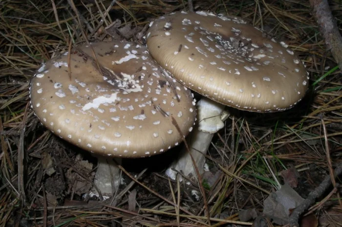 Продаю мухомор пантерний- фото № 3