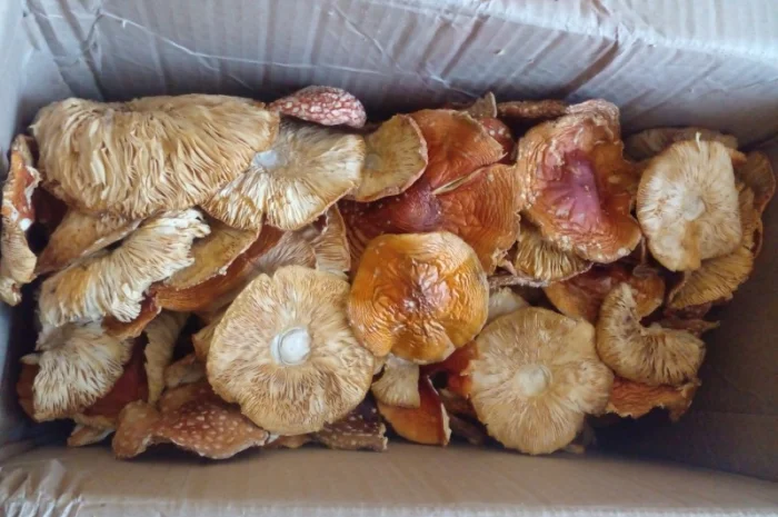 Сушеные шляпы красного мухомора- фото № 2