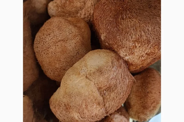 ЭКСТРАКТ ЕЖОВИКА ГРЕБЕНЧАТОГО в порошке Ежевик Герициум Львиная грива- фото № 4