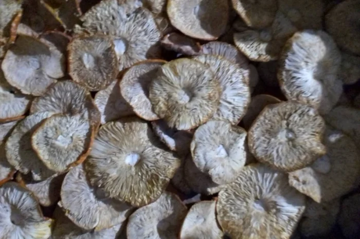 Продаю мухомор красный сухой- фото № 1