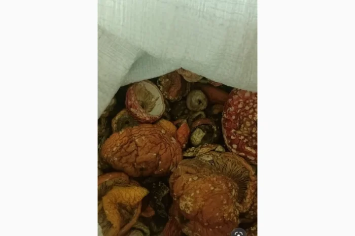 Сушені гриби мухомор на продаж- фото № 1