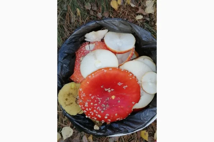 Сушеный Красный Мухомор на продажу- фото № 1