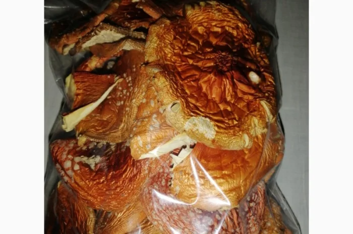 Сушеный Красный Мухомор на продажу- фото № 3