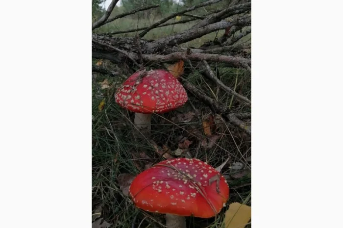 Сушеный Красный Мухомор на продажу- фото № 5