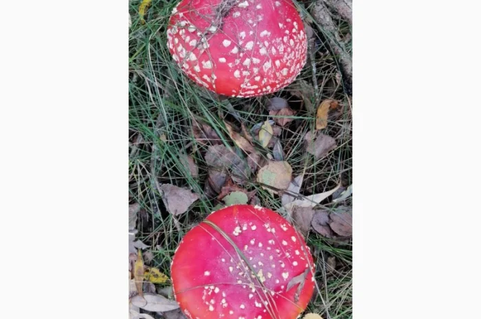 Сушеный Красный Мухомор на продажу- фото № 6