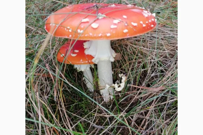 Сушеный Красный Мухомор на продажу- фото № 7