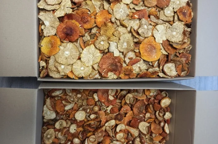 Продаю червоні мухомори- фото № 2