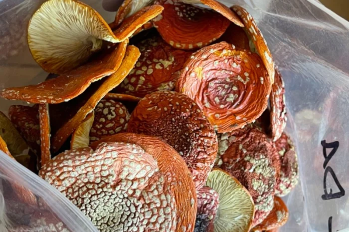 Сушені мухомори, 1-й сорт- фото № 2