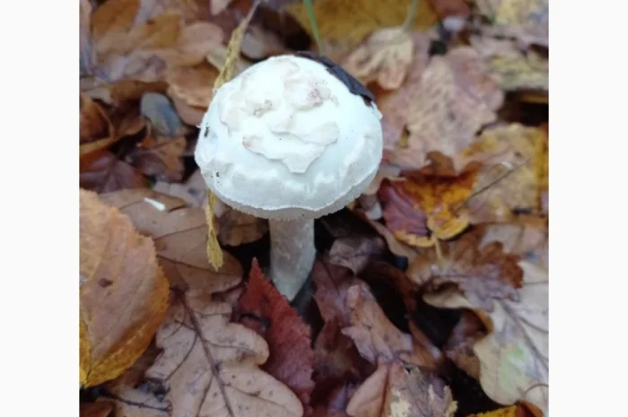 Бліда поганка сушена / Бледная поганка сушеная- фото № 1