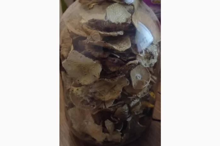 Бліда поганка сушена / Бледная поганка сушеная- фото № 2