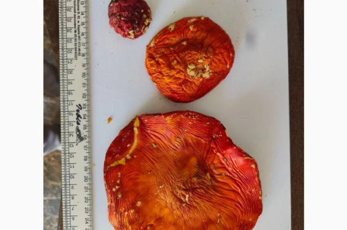 Куплю червоні мухомори мікс 1-2 сорт- фото № 1