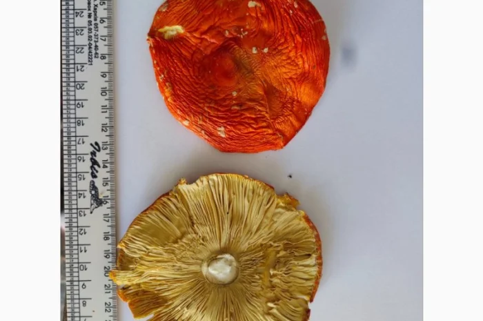 Куплю червоні мухомори мікс 1-2 сорт- фото № 2