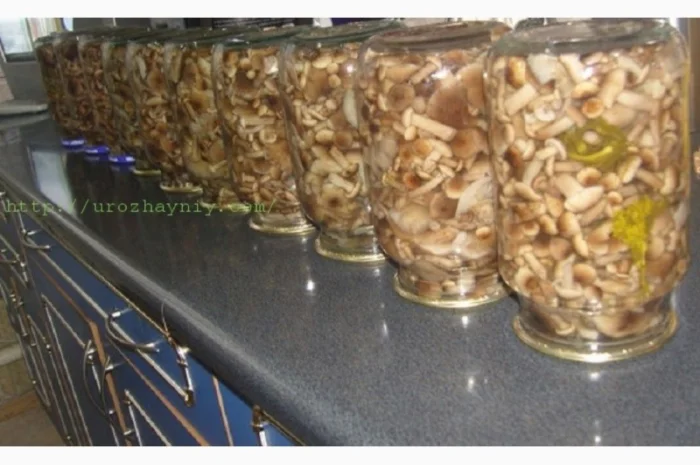 Продам мариновані маслята, опята, білий гриб, сироїжки- фото № 1