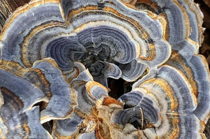 Траметес різнокольровий гриб Здоров'я та довголіття- фото № 1