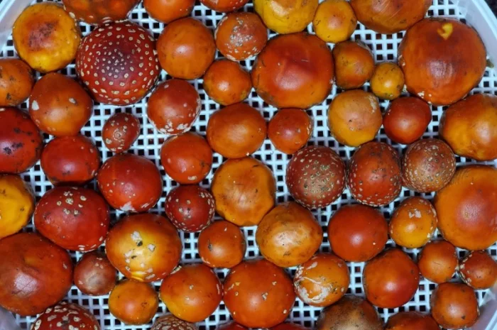 Сушені мухомори капелюшки вищого сорту- фото № 1