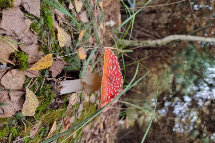 Сушені мухомори капелюшки вищого сорту- фото № 2