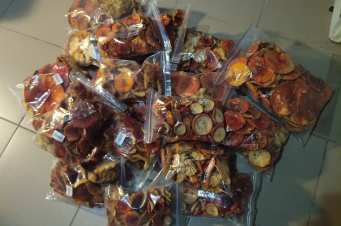 Продам мухомор червоний нерозкритий- фото № 1