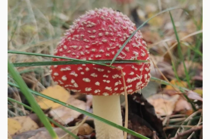 Мухомор червоний сушений на продаж- фото № 1