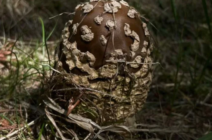 Мухомор Королівський на продаж- фото № 1