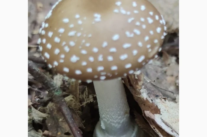 Продаю мухомори ПАНТЕРНІ- фото № 2