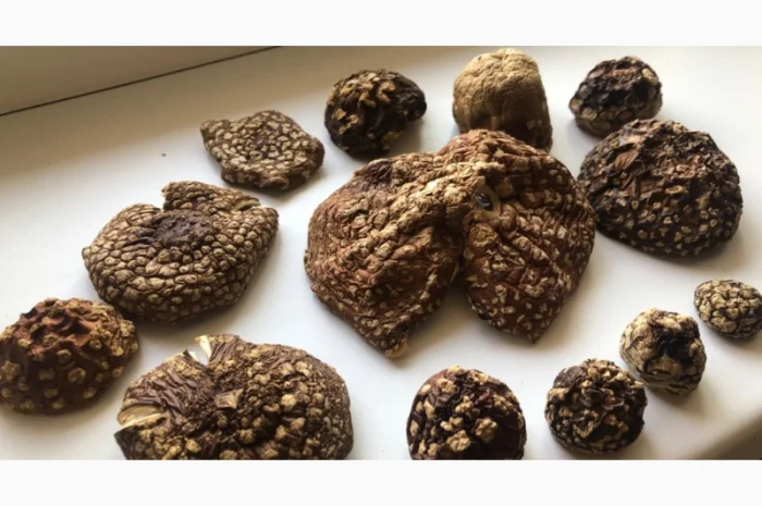 Мухомор Королевский- фото № 1