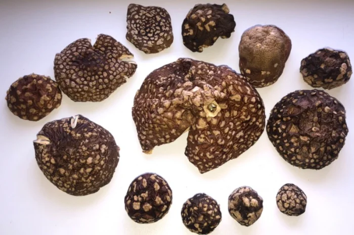 Мухомор Королевский- фото № 2