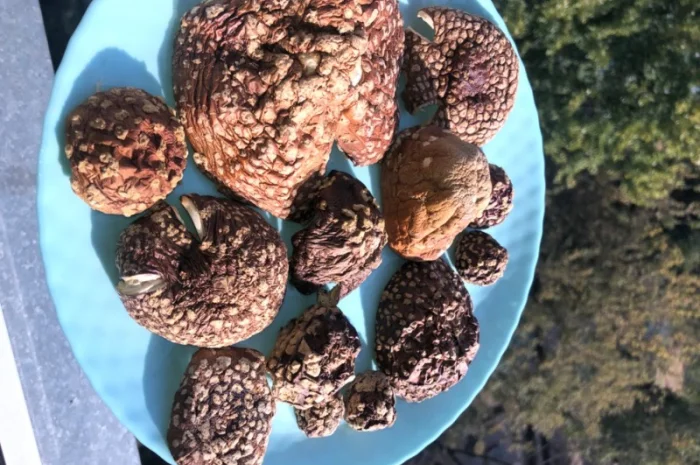 Мухомор Королевский- фото № 3