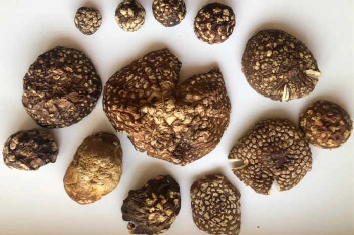 Мухомор Королевский- фото № 4