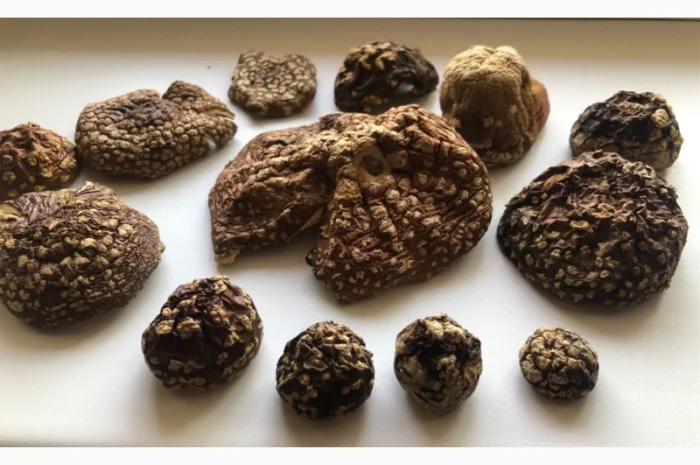 Мухомор Королевский- фото № 5