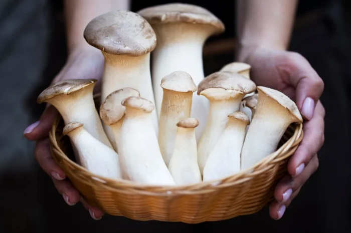 Свежие грибы Еринги- фото № 2