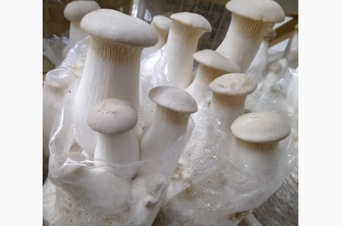 Свежие грибы Еринги- фото № 1