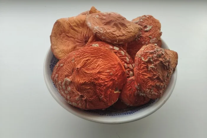 Красный мухомор, Веселка- фото № 1